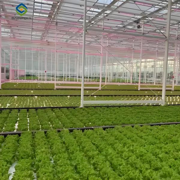 Large Size Commercial Lettuce Greenhouse With Hydroponic Growing Systems
