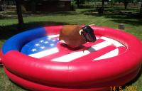 Bull mecánica inflable redonda, juego mecánico inflable del paseo de Bull de la lona del PVC
