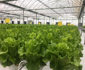 Easy Growing Hydroponics Greenhouse Lettuce Vegetable Greenhouse