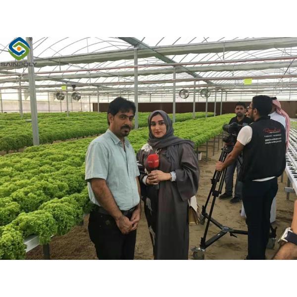 Commercial Automated agriculture Venlo style Greenhouse Invernadero Dutch type