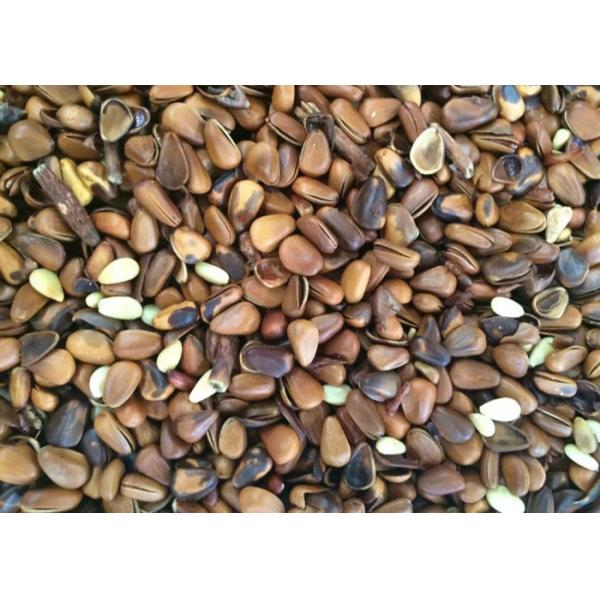 1 Channels Nut Peanut Color Sorter Machine For Seperating Pine Nut Kernels