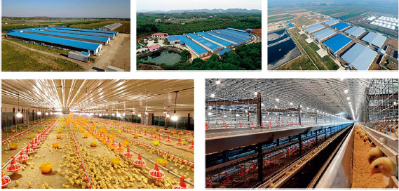 Galvanized Steel Structure Poultry House Windproof Steel Chicken House