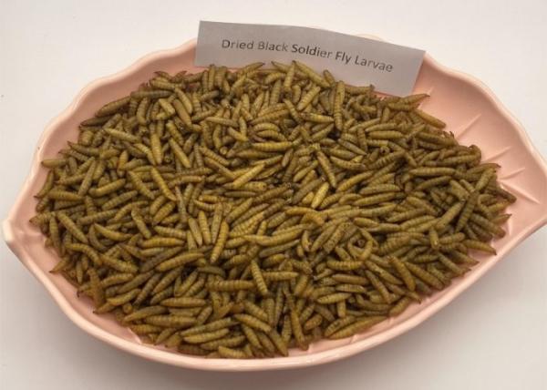 Yellow Black Soldier Fly Larvae Dried 3-5cm High Protein Low Fat