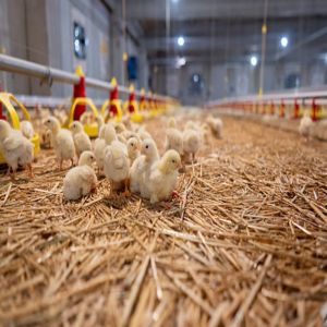 Fully Automatic Smart Poultry Farm Construction with Galvanized Steel Frame and Modular Design