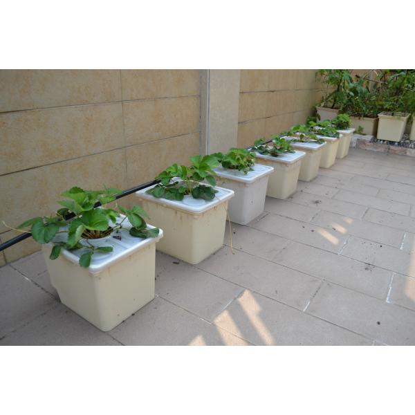 Dutch Bucket Hydroponics For Greenhouse Crop Growing Agricultural