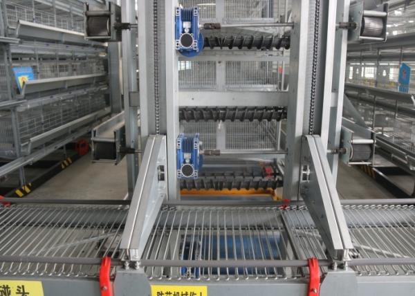 Eco - Friendly Safe Chicken Farm Poultry Equipment Customized Size
