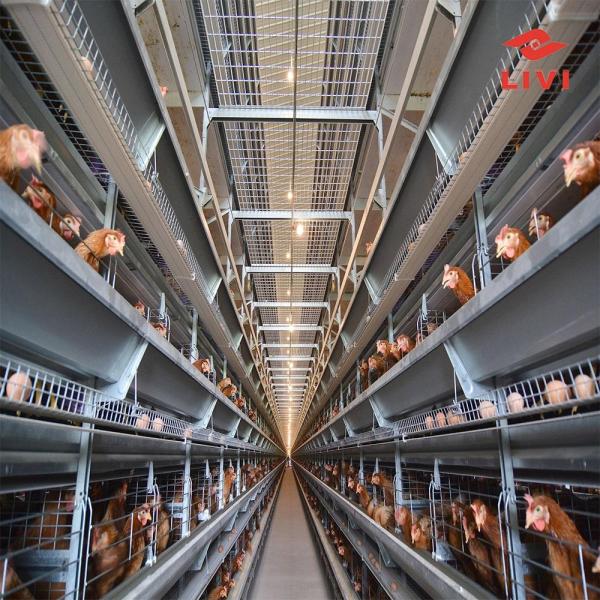 H Section Steel Fully Automatic Broiler Chicken Cage with Galvanized Steel Poultry Farm Equipment