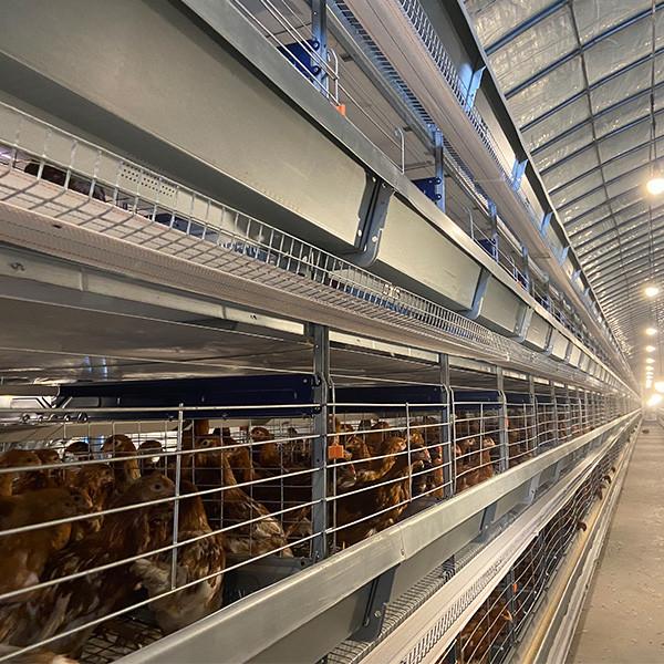 Top Quality H Frame Brooding Chicken Cage Pullet Cage With EU standard