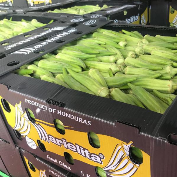 6mm 8mm Asparagus Correx Packaging Boxes Mango Coroplast Storage Boxes