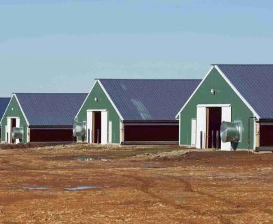 Gymnasium Warehouse Industrial-Style Steel Structure Poultry Farm Storage Shed for Farm