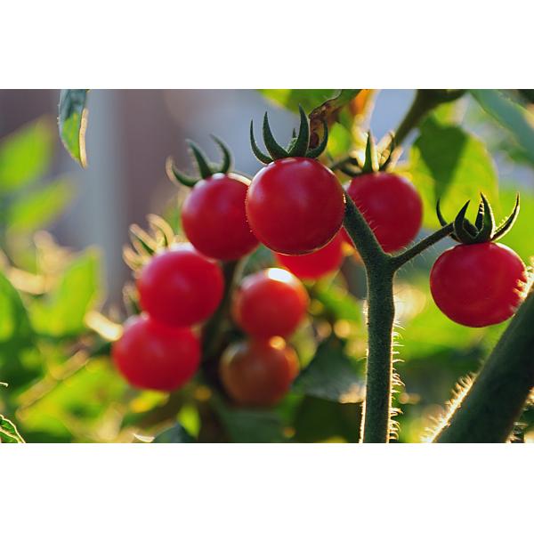 Organic Free Amino Acid 35% Fish Protein Fertilizer Polypeptides Brown Fertilizer