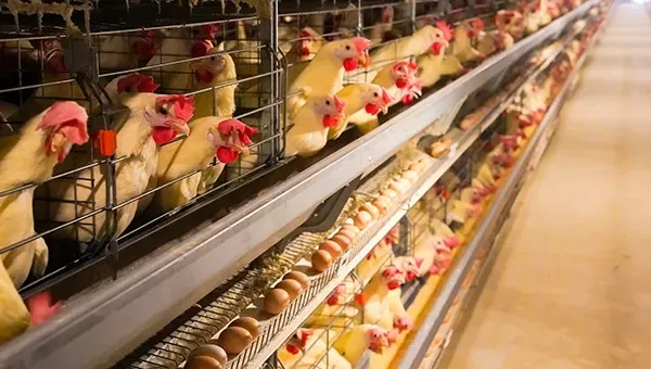 Automatic H Type Battery Layer Chicken Cage System with Fully Automatic Operation, Hot-Dip Galvanized Steel, and H-Type Layered Design for Poultry Farming