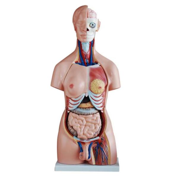 85cm 19 Parts Medical Training 4d Human Torso Anatomy Model