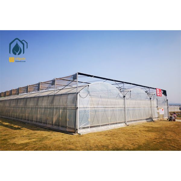 Multi Span Greenhouse Plastic Film PE Film Greenhouse For Vegetable Production