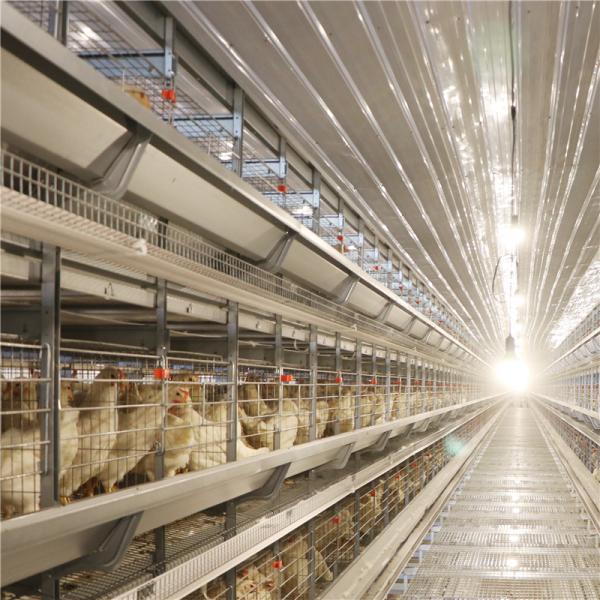 H Type 256 Birds / Set Automated Battery Cage System Poultry Farming