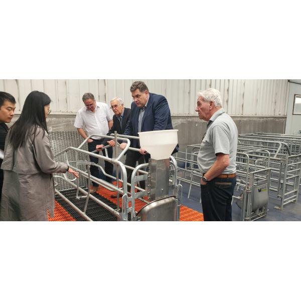 Corrosion Resistance Customized Pig Farm Gestation Crate
