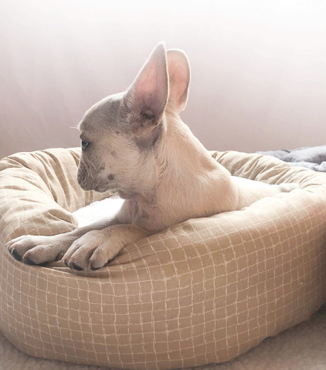 Indoor Luxury Round Faux Fur Washable Puppy Mattress For Medium Small Dogs Self Warming