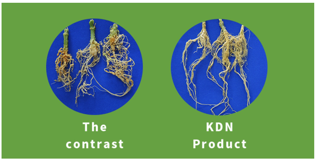Bacillus Subtilis Plant Probiotics In Agriculture Avoid Nematode Diseases