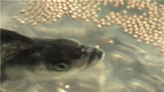 500-600kg/H Floating Fish Feed Making Machine for Aquaculture