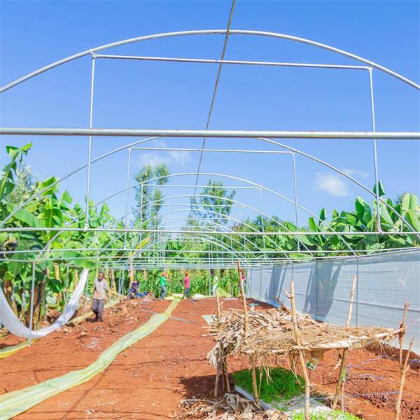 Agricultura da estufa do período do túnel hidropônico do quadro do metal única que cultiva o crescimento