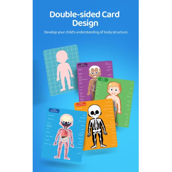 Модель человеческого тела реалистический человеческий дисплей анатомии забавляется 48 частей ранг 3+ возрасты 8+