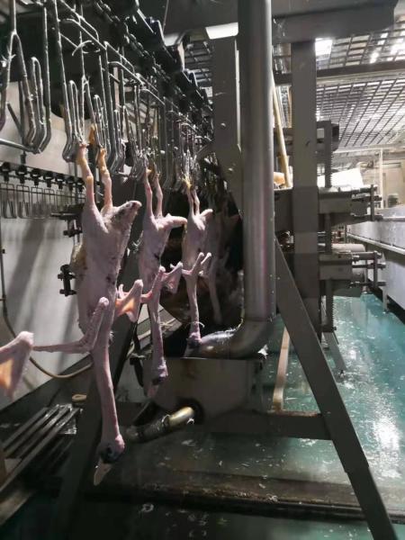 PLC制御の食鳥処理ラインとステンレス鋼304材で鶏肉処理を効率化