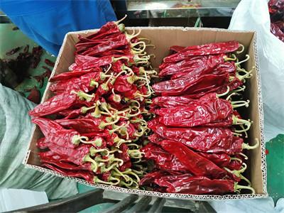 Colheita nova Paprika Pepper Pungent doce 13-18 Cm 220 ASTA