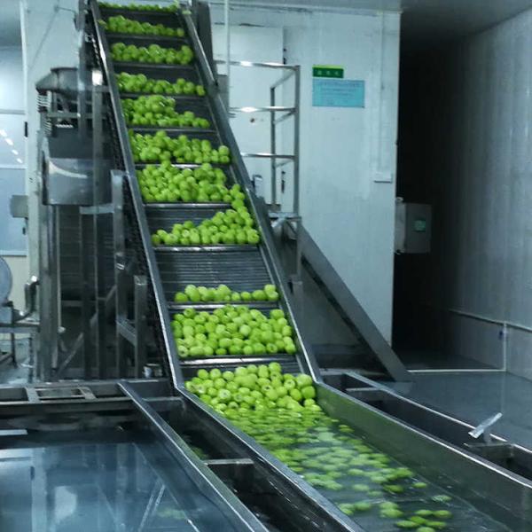 Kiwi Fruit Frozen Fruit Frozen Kiwi Ball Quality Natural