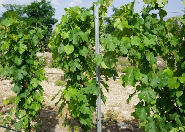 Orchard Plantations Metal Grape Vine Trellis Posts High Strength Eco Friendly