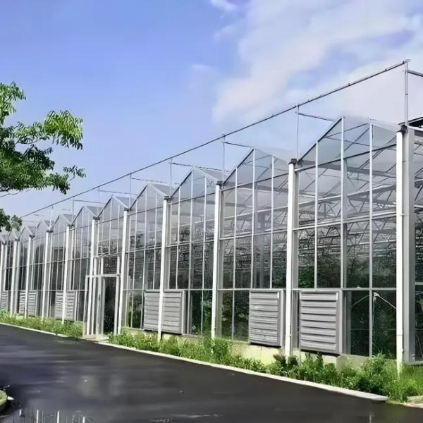 High - Tech Venlo Glass Greenhouse for Strawberry Hydroponics