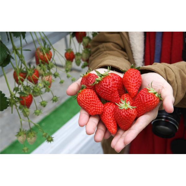 Small Molecule Peptide Fish Protein Fertilizer Agriculture Input Biostimulants