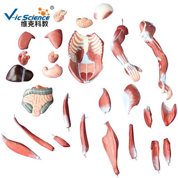 Medical Science  Male Human Muscle Anatomy 3d Model 80cm 27 Parts VIC-334
