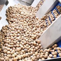 2 tonnes de noix de alimentation automatique écossant le noyau décrit par machine Shell Separation