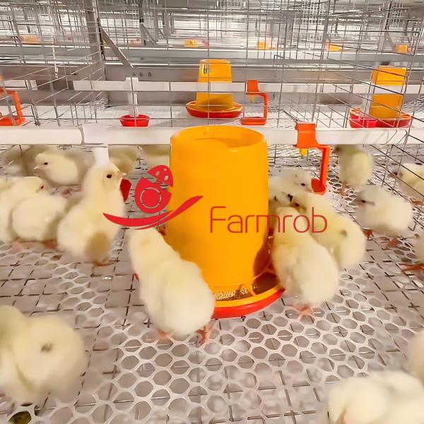 Comfortable Living Environment for Baby Chicks with Poultry Battery Cage System in Middle East Farms
