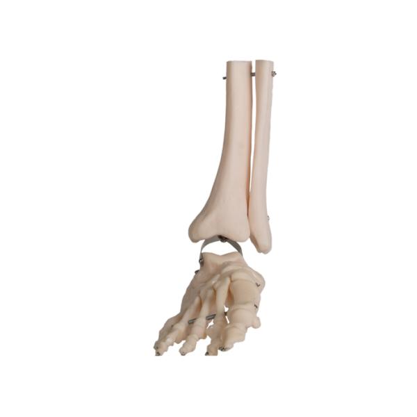 ISO PVC Human Anatomy Foot Anatomical Model Fibula Wire Line