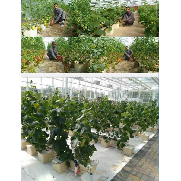 Dutch Bucket Hydroponics For Greenhouse Crop Growing Agricultural