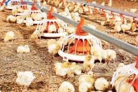 Assemblage pratique Système d' alimentation automatique du poulet, Système de boisson du poulet de poulet