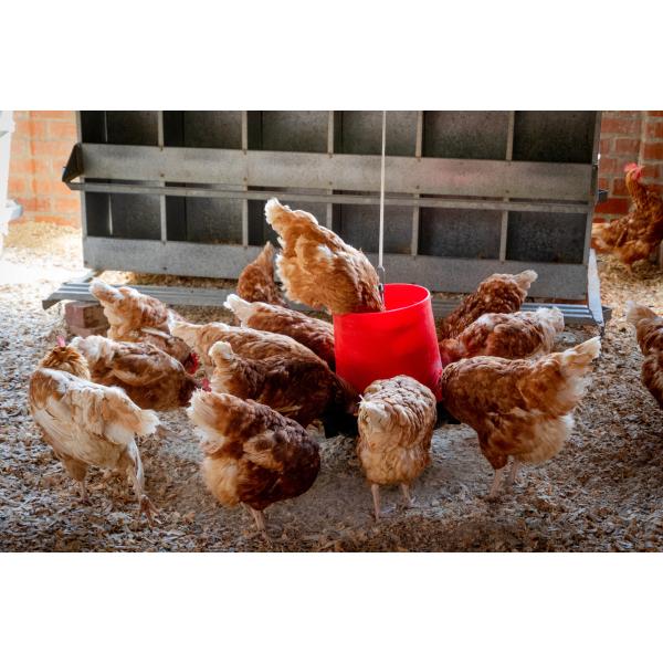 Aminoácidos oligoelementos Proteína Cromo 8% Aditivo en piensos para animales