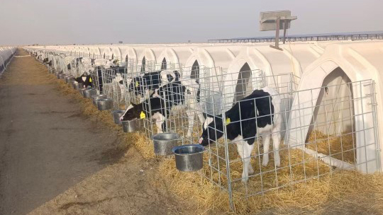 Habitaciones de ternera con ventilación ajustable, fáciles de limpiar, diseñadas para todas las condiciones climáticas