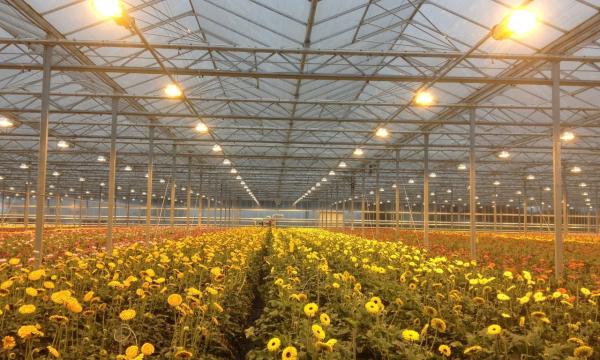 Hot Galvanzied Steel Pipe Agricultural Venlo Glasshouse Turnkey Project