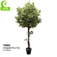Da árvore Variegated 165cm artificial bonita popular do ficus do atacadista ajardinar interno da decoração e do espaço