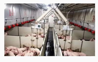 Modern Pig Farm Steel Building/ Poultry House