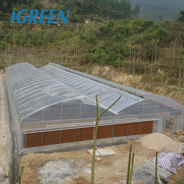 S Hot Dipped Galvanized Steel Structure Greenhouse for Agricultural Vegetable