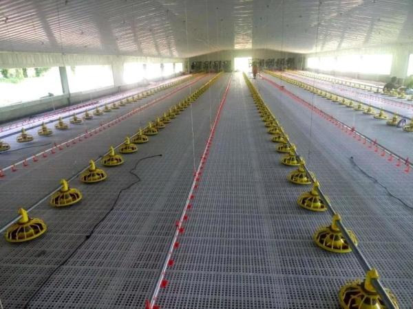 Painted Chicken Steel Structure Poultry House ASTM DIN GB JIS Standard