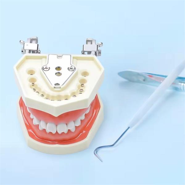 Dentiste d'étude Modèle de dents École dentaire 28pcs Dents avec vis Restauration dentaire Modèle de mâchoire
