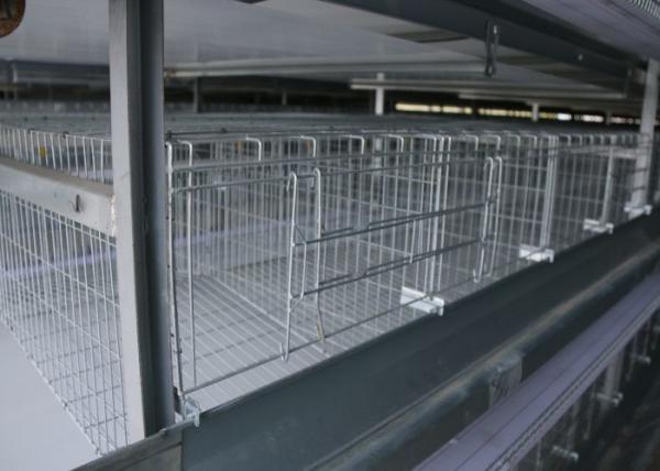 Poultry Farm H Type Layer Chicken Cage Scientific Designed High - Density Raising