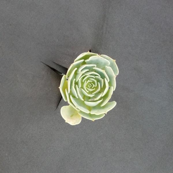 Black 3.2m 50gsm Landscape Fabric Ground Cover