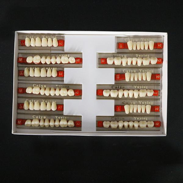 Heraeus Dental Acrylic Resin Teeth High Stain Resistance Durability