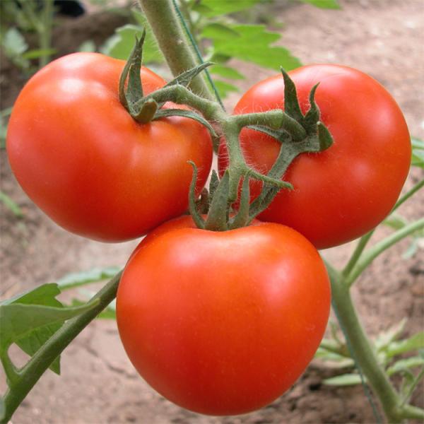 Único período da estufa plástica agrícola lateral do túnel do tomate do sistema de ventilação