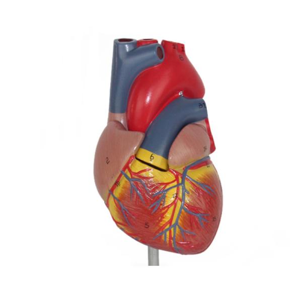 Medical Anatomy Plastic Human Heart Model for Anatomical Demonstration in Clinics